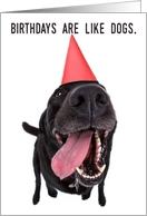 Birthdays Are Like Dogs Humorous For Anyone card