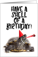 Have a Shell of a Birthday Turtle card