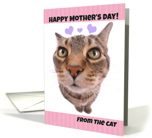 Happy Mother's Day From The Cat card (1520386)