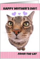 Happy Mother’s Day From The Cat card