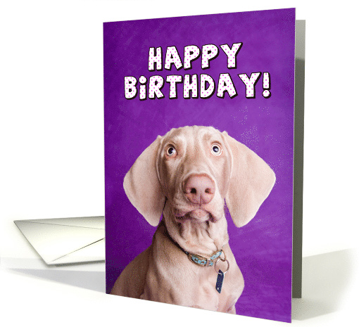 Happy Birthday Weimaraner Dog card (1521324)