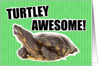 Turtley Awesome Congratulations card