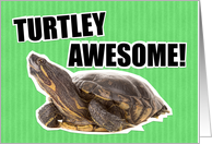 Turtley Awesome...