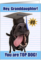 Congratulations Granddaughter Graduate You Are Top Dog card