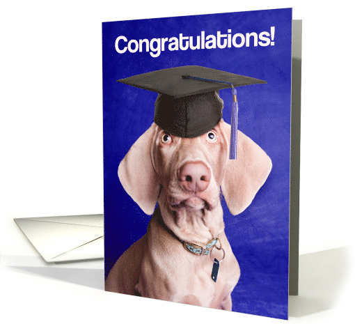Congratulations Graduate Weimarner Dog in Grad Cap For Anyone card