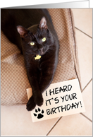 Happy Birthday From the Cat Humor card
