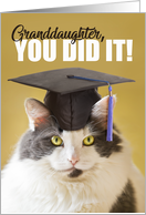 You DId it Granddaughter Graduation Cute Cat in a Grad Cap card