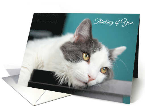 Thinking of You Cute Kitty Cat card (1528386)