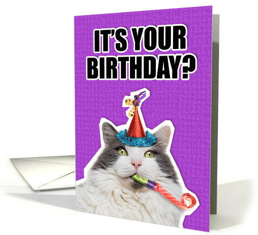 Happy Birthday For Anyone Party Cat Humor card (1529100)