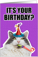 Happy Birthday For Anyone Party Cat Humor card