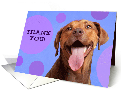 Thank You Funny Pit Bull card (1533600)