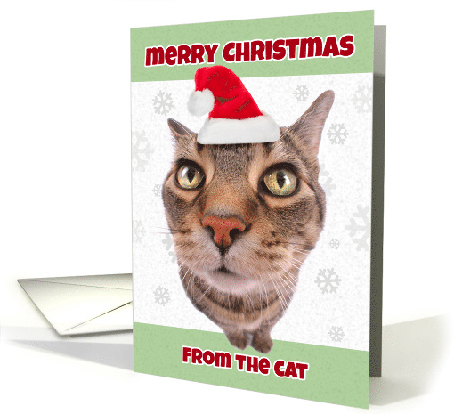 Merry Christmas From the Cat Humor card (1533896)