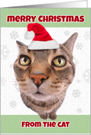 Merry Christmas From the Cat Humor card
