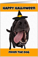 Happy Halloween From the Dog Humor card