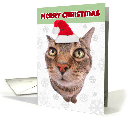 Merry Christmas Funny Cat in Santa Hat Humor card (1534454)