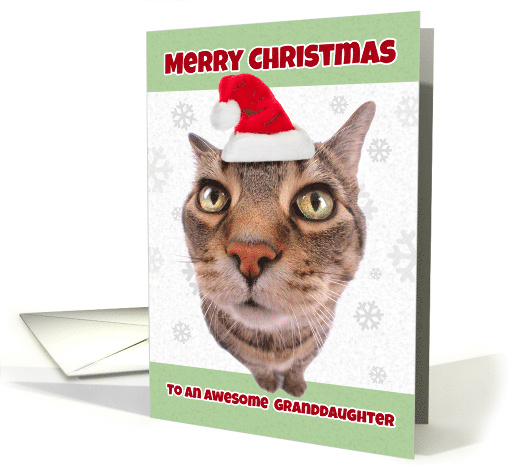 Merry Christmas Granddaughter Funny Cat in Santa Hat Humor card
