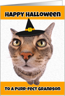 Happy Halloween Grandson Funny Cat in Witch Hat Humor card