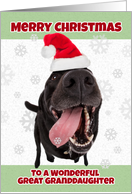 Merry Christmas Great Granddaughter Funny Dog in Santa Hat Humor card