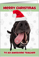 Merry Christmas Teacher Dog in Santa Hat Humor card