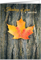 Thinking of You at Thanksgiving Fall Leaf Photograph card