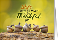 Happy Thanksgiving Wife Fall Acorns card