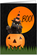 Happy Halloween Black Cat in Pumpkin Humor card