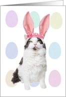 Happy Easter Cat in...