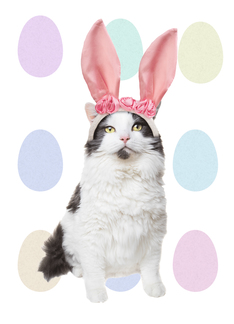 Happy Easter Cat in Bunny Ears Humor