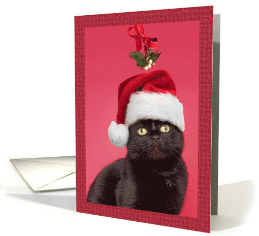 Merry Christmas For Anyone Cat Under Mistletoe Humor card (1541520)