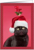 Merry Christmas For Anyone Cat Under Mistletoe Humor card