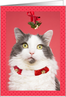 Merry Christmas Pucker Up White Cat Under Mistletoe For Anyone Humor card