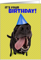 Happy Birthday Funny Dog in Party Hat Humor card