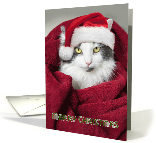 Merry Christmas Funny in Blanket Cat Humor card (1544410)