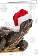 Merry Christmas For Anyone Turtle in Santa Hat with Snowflakes Humor card
