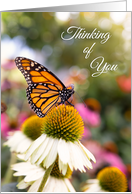 Thinking of You Beautiful Monarch Butterfly card