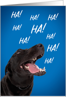 Happy Birthday For Anyone Laughing Dog Humor card