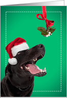 Merry Christmas For Anyone Mistletoe Dog Dog Humor card