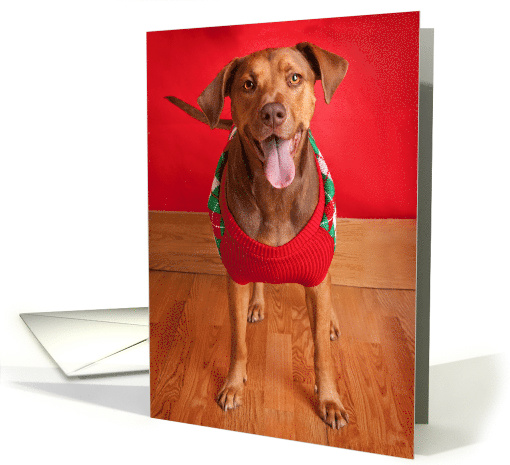 Merry Christmas Pit Bull For Anyone Dog in Sweater card (1546992)