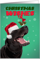 Merry Christmas For Anyone Dog Under Mistletoe Humor card