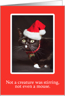 Merry Christmas For Anyone Cat in Santa Hat Humor card