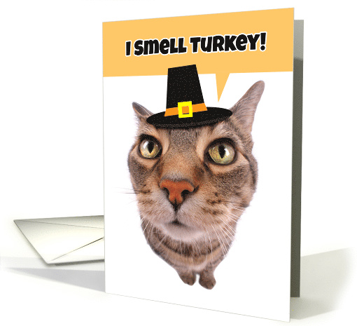 Happy Thanksgiving For Anyone Silly Cat Humor card (1548328)
