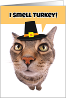 Happy Thanksgiving For Anyone Silly Cat Humor card