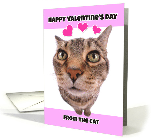 Happy Valentine's Day from the Cat Humor card (1548622)
