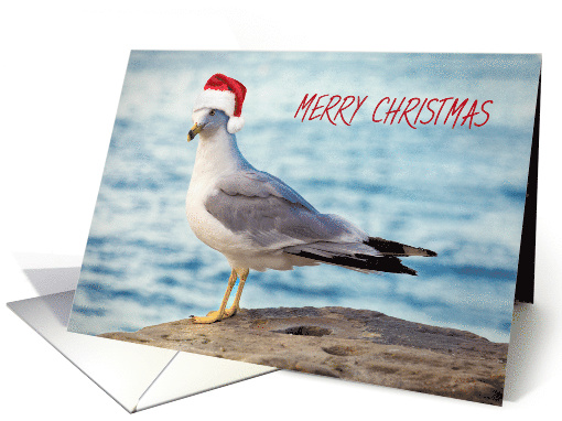 Merry Christmas to Anyone Seagull in Santa Hat Humor card (1549418)