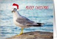 Merry Christmas to Anyone Seagull in Santa Hat Humor card