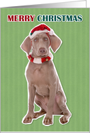 Merry Christmas For Anyone Weimaraner Dog card