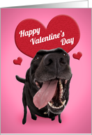 Happy Valentine’s Day For Anyone Cute Black Lab Dog Humor card