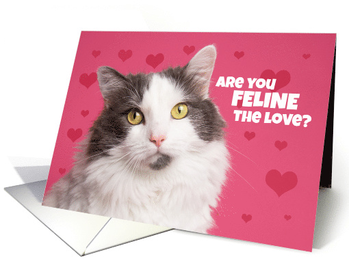 Happy Valentine's Day for Anyone Cute Kitty Car Humor card (1551398)
