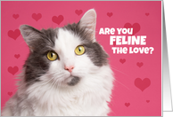 Happy Valentine’s Day for Anyone Cute Kitty Car Humor card