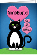 Happy Valentine’s Day Granddaughter Cute Tuxedo Cat card